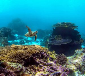 Coral Reefs 33